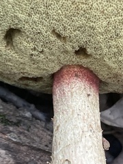 Caloboletus inedulis