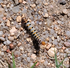 Euscirrhopterus gloveri