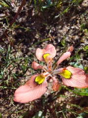 Moraea papilionacea