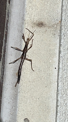 Anisomorpha buprestoides