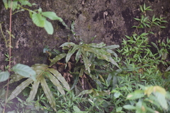 Polypodiaceae