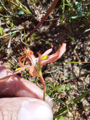 Moraea papilionacea
