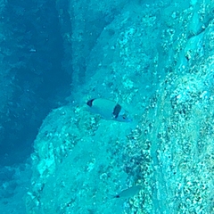 Diplodus vulgaris