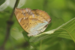 Euthalia monina