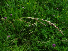 Lolium pratense