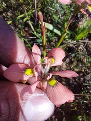 Moraea papilionacea