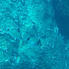 Diplodus vulgaris