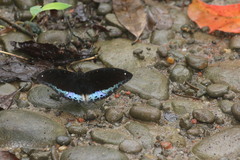 Lexias dirtea
