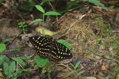 Lexias dirtea