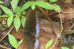 Lexias dirtea