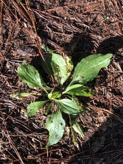 Plantago major