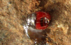 Cydnidae