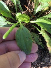 Plantago major