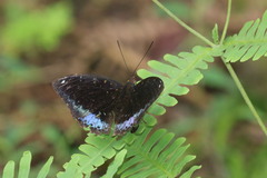 Lexias dirtea