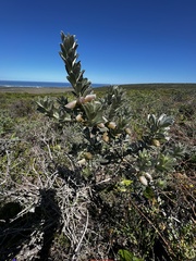 Podalyria sericea