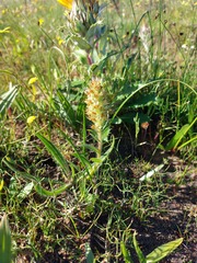 Echiostachys incanus