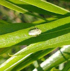 Taylorilygus apicalis