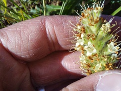 Echiostachys incanus