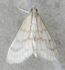 Paracorsia repandalis