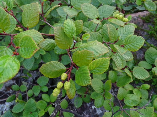 Alnus alnobetula, photograph 5