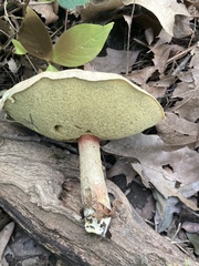 Caloboletus inedulis