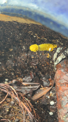 Leucocoprinus birnbaumii image
