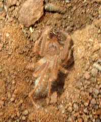 Solifugae