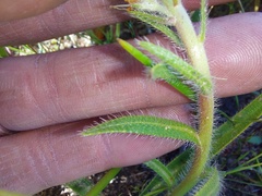 Echiostachys incanus