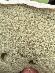 Caloboletus inedulis