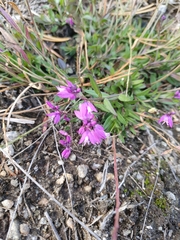 Polygala vulgaris