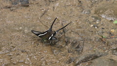Lamproptera curius