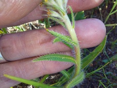 Echiostachys incanus