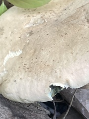 Caloboletus inedulis