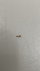 Tetramorium bicarinatum
