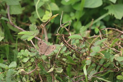 Ypthima baldus