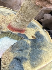 Caloboletus inedulis