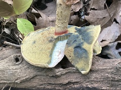 Caloboletus inedulis