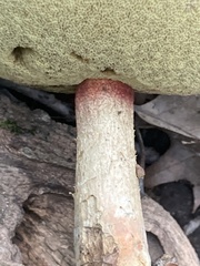 Caloboletus inedulis