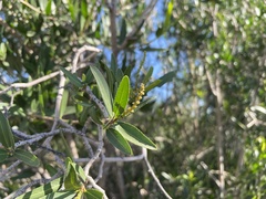 Pleradenophora bilocularis