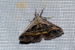 Acantholipes trimeni