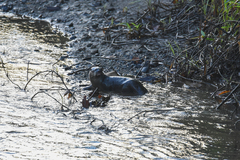 Lontra longicaudis