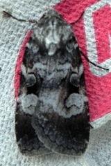 Feltia geniculata