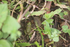 Fejervarya limnocharis