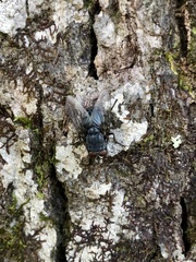 Calliphora vomitoria