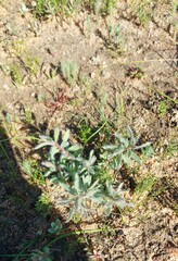 Leucadendron lanigerum lanigerum