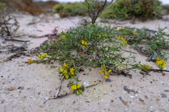 Calobota