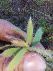Leucadendron lanigerum lanigerum