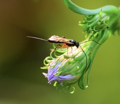 Ichneumonidae