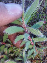 Leucadendron lanigerum lanigerum