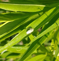 Taylorilygus apicalis